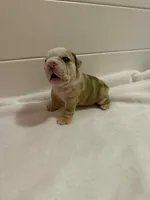 McLovin , a male English Bulldog for sale in Alba, TX – Photo 3 of 9