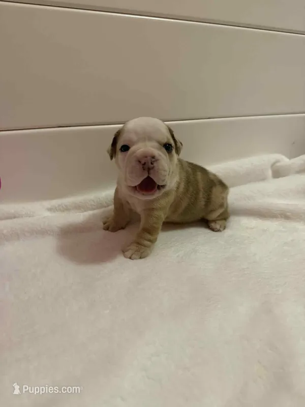McLovin  – English Bulldog puppy for sale in Alba, TX
