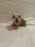 McLovin , a male English Bulldog for sale in Alba, TX – Photo 1 of 9