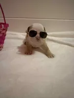 McLovin , a male English Bulldog for sale in Alba, TX – Photo 5 of 9