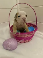 McLovin , a male English Bulldog for sale in Alba, TX – Photo 6 of 9