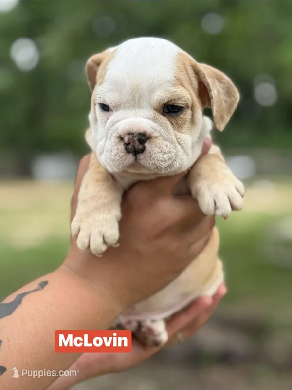 McLovin  – English Bulldog puppy for sale in Alba, TX