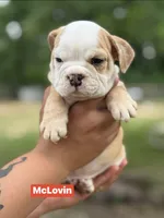 McLovin , a male English Bulldog for sale in Alba, TX – Photo 1 of 10