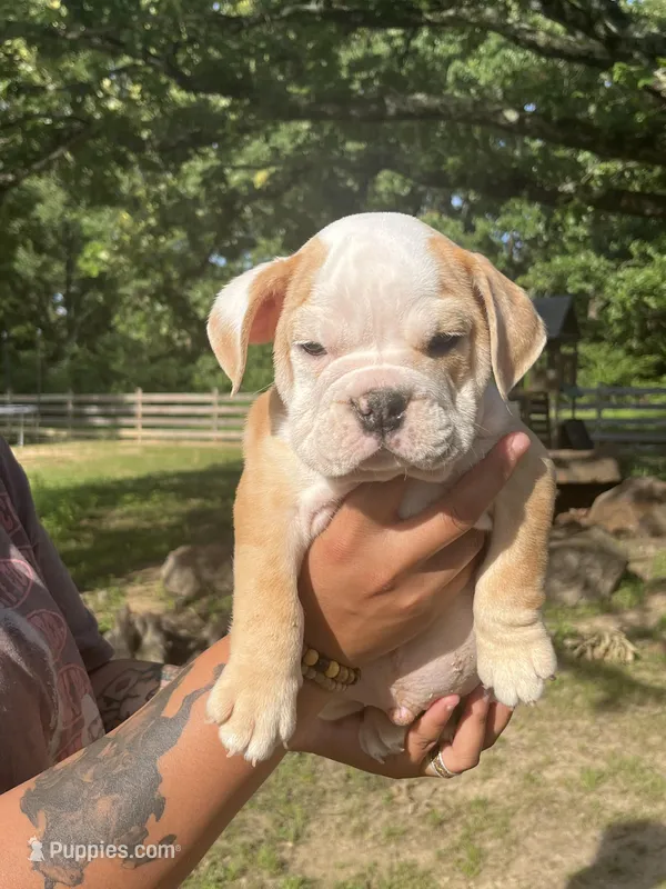 McLovin  – English Bulldog puppy for sale in Alba, TX
