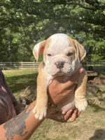 McLovin , a male English Bulldog for sale in Alba, TX – 1 of 10