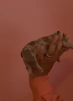 McLovin , a male English Bulldog for sale in Alba, TX – Photo 1 of 2