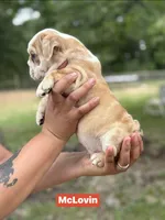 McLovin , a male English Bulldog for sale in Alba, TX – Photo 2 of 10