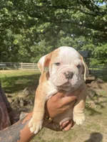 McLovin , a male English Bulldog for sale in Alba, TX – 2 of 10