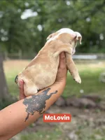 McLovin , a male English Bulldog for sale in Alba, TX – Photo 3 of 10