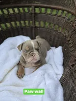 Paw Wall, a male English Bulldog for sale in Alba, TX – 4 of 8