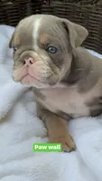 Paw Wall, a male English Bulldog for sale in Alba, TX – 5 of 8