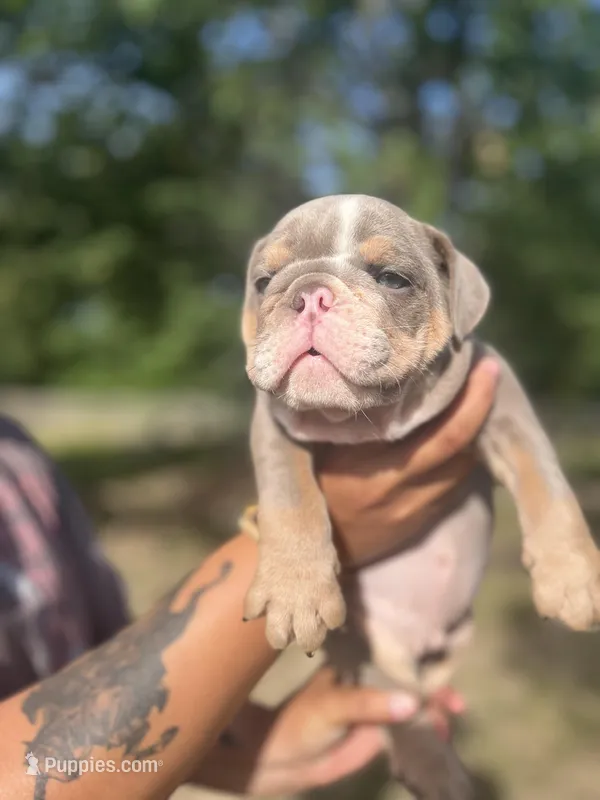 Paw Wall – English Bulldog puppy for sale in Alba, TX