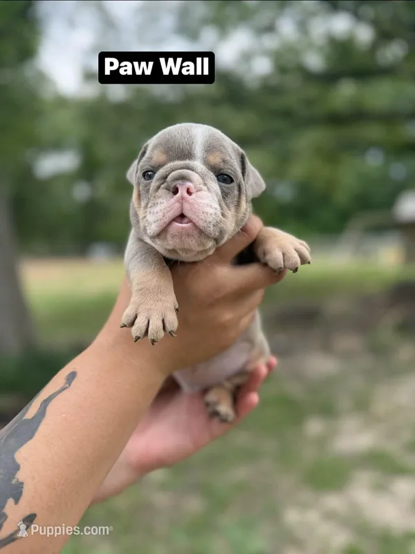 Paw Wall – English Bulldog puppy for sale in Alba, TX