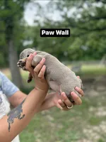 Paw Wall, a male English Bulldog for sale in Alba, TX – Photo 3 of 3