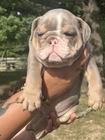 Paw Wall, a male English Bulldog for sale in Alba, TX – 2 of 8