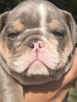 Paw Wall, a male English Bulldog for sale in Alba, TX – 3 of 8
