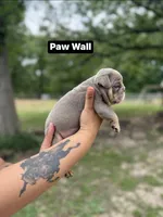 Paw Wall, a male English Bulldog for sale in Alba, TX – Photo 2 of 3