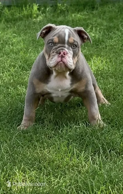 Paw Wall – English Bulldog puppy for sale in Alba, TX