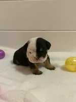 DeeDee, a female English Bulldog for sale in Alba, TX – Photo 1 of 6