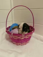 DeeDee, a female English Bulldog for sale in Alba, TX – Photo 4 of 6