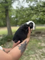 DeeDee, a female English Bulldog for sale in Alba, TX – Photo 3 of 9
