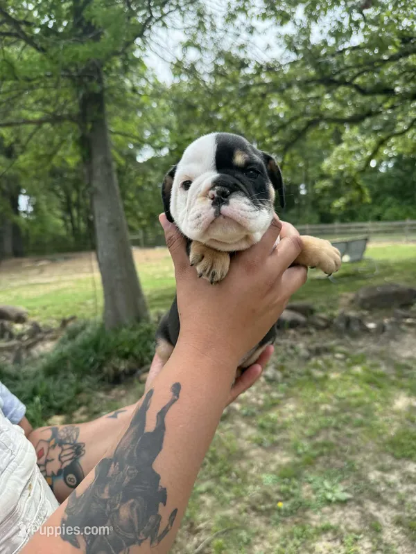 DeeDee – English Bulldog puppy for sale in Alba, TX