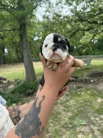 DeeDee, a female English Bulldog for sale in Alba, TX – Photo 1 of 9