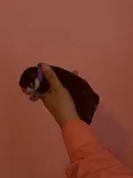 DeeDee, a female English Bulldog for sale in Alba, TX – Photo 1 of 2