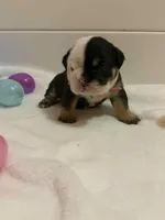 DeeDee, a female English Bulldog for sale in Alba, TX – Photo 2 of 6