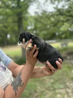 DeeDee, a female English Bulldog for sale in Alba, TX – Photo 2 of 9