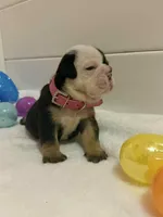 DeeDee, a female English Bulldog for sale in Alba, TX – Photo 3 of 6