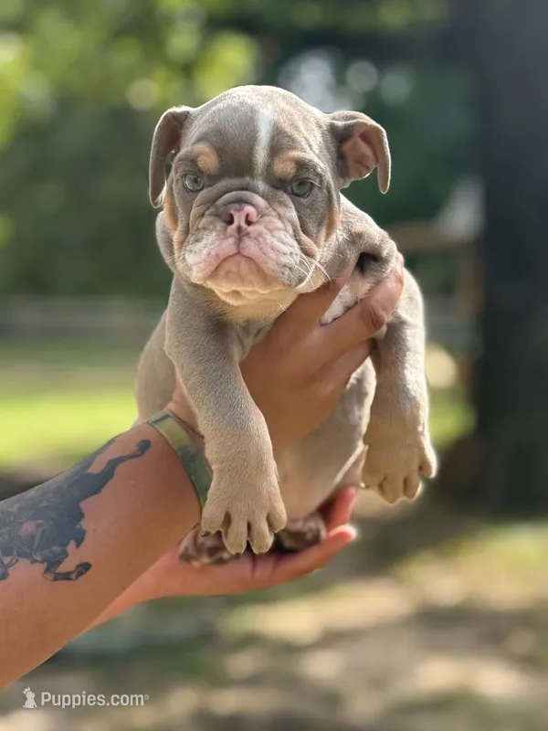Paw Wall – English Bulldog puppy for sale in Alba, TX