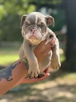 Paw Wall, a male English Bulldog for sale in Alba, TX – 1 of 10