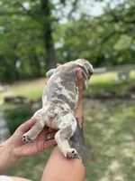 Petty, a female English Bulldog for sale in Alba, TX – Photo 2 of 4