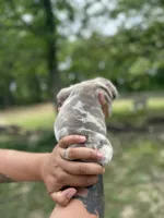 Petty, a female English Bulldog for sale in Alba, TX – Photo 4 of 4