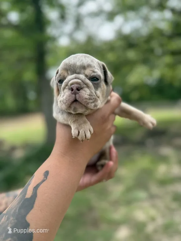 Petty – English Bulldog puppy for sale in Alba, TX