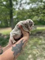 Petty, a female English Bulldog for sale in Alba, TX – Photo 3 of 4