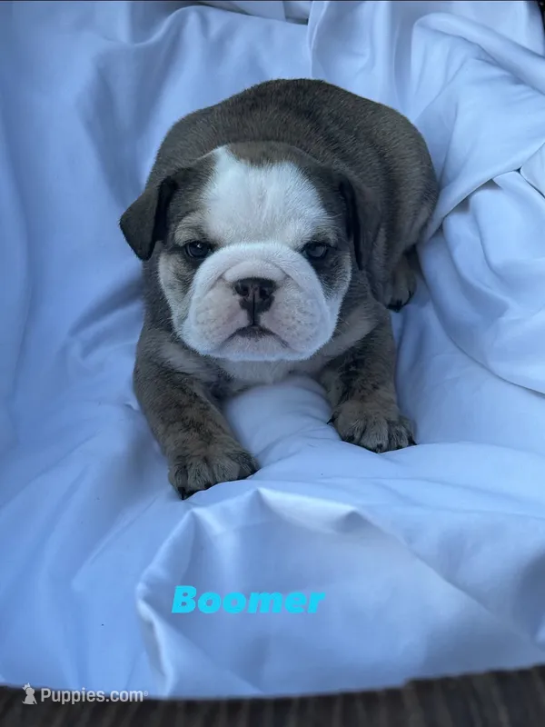 Boomer – English Bulldog puppy for sale in Alba, TX