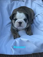 Boomer, a male English Bulldog for sale in Alba, TX – 4 of 7