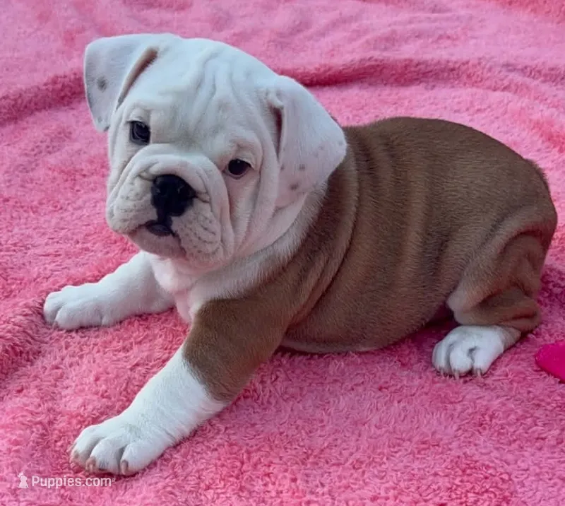 Pop Tart – English Bulldog puppy for sale in Alba, TX