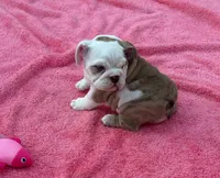 ‘Merica, a female English Bulldog for sale in Alba, TX – 3 of 10
