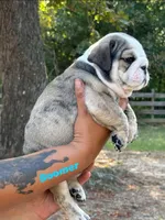 Boomer, a male English Bulldog for sale in Alba, TX – 3 of 7