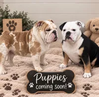 Stein, a male English Bulldog for sale in Alba, TX – 4 of 4