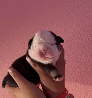 Binx, a male English Bulldog for sale in Alba, TX – 4 of 5