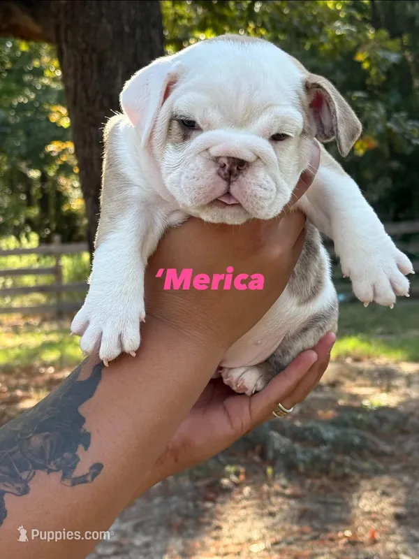 ‘Merica – English Bulldog puppy for sale in Alba, TX
