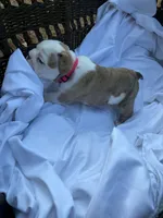 ‘Merica, a female English Bulldog for sale in Alba, TX – 9 of 10