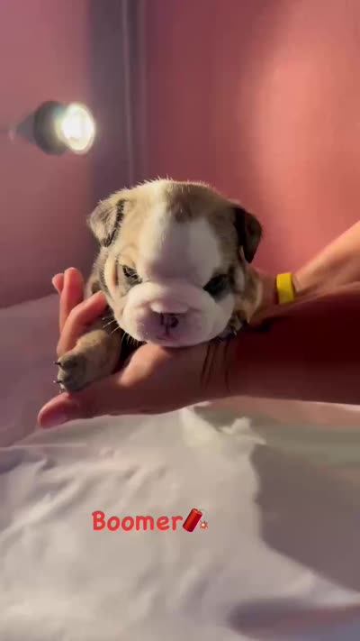 Boomer, a male English Bulldog for sale in Alba, TX – 3 of 3