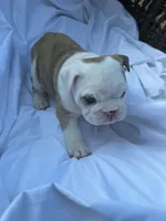 ‘Merica, a female English Bulldog for sale in Alba, TX – 6 of 10