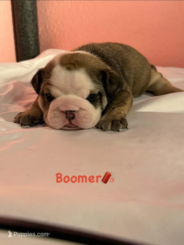 Boomer – English Bulldog puppy for sale in Alba, TX