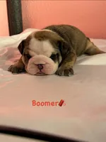 Boomer, a male English Bulldog for sale in Alba, TX – 1 of 3